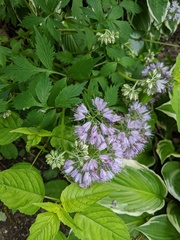 Hydrophyllum virginianum