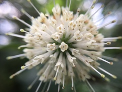 Cephalanthus tetrandra