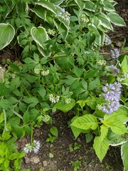 Hydrophyllum virginianum