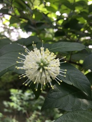 Cephalanthus tetrandra