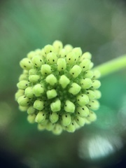Cephalanthus tetrandra