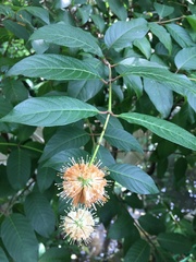 Cephalanthus tetrandra