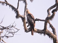 Nisaetus kelaarti
