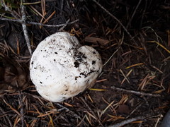 Handkea fumosa