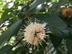 Cephalanthus tetrandra