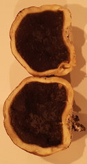 Handkea fumosa