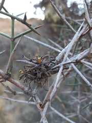 Korthalsella clavata