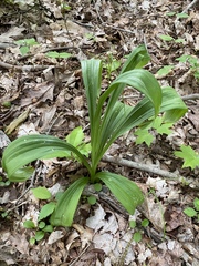 Veratrum hybridum