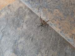 Mischocyttarus flavitarsis