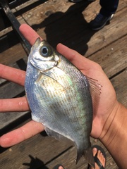 Hyperprosopon argenteum