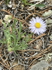 Erigeron vetensis