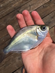 Hyperprosopon argenteum