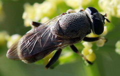 Myolepta aurinota