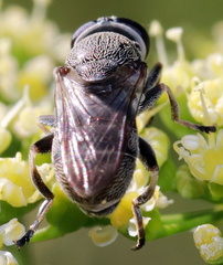 Myolepta aurinota