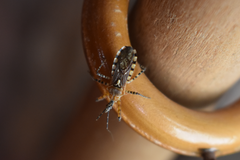 Cosmoclopius nigroannulatus