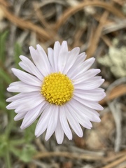 Erigeron vetensis