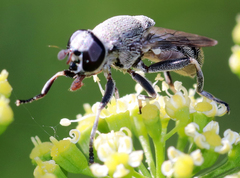 Myolepta aurinota