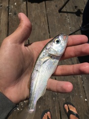 Seriphus politus