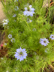 Nigella damascena