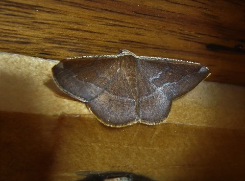 Pyrinia optivata
