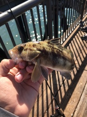 Paralabrax nebulifer