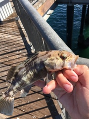 Paralabrax nebulifer