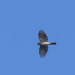 Accipiter tachiro