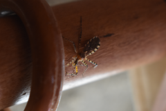 Cosmoclopius nigroannulatus