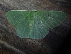 Nemoria remota