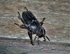 Faula centralis