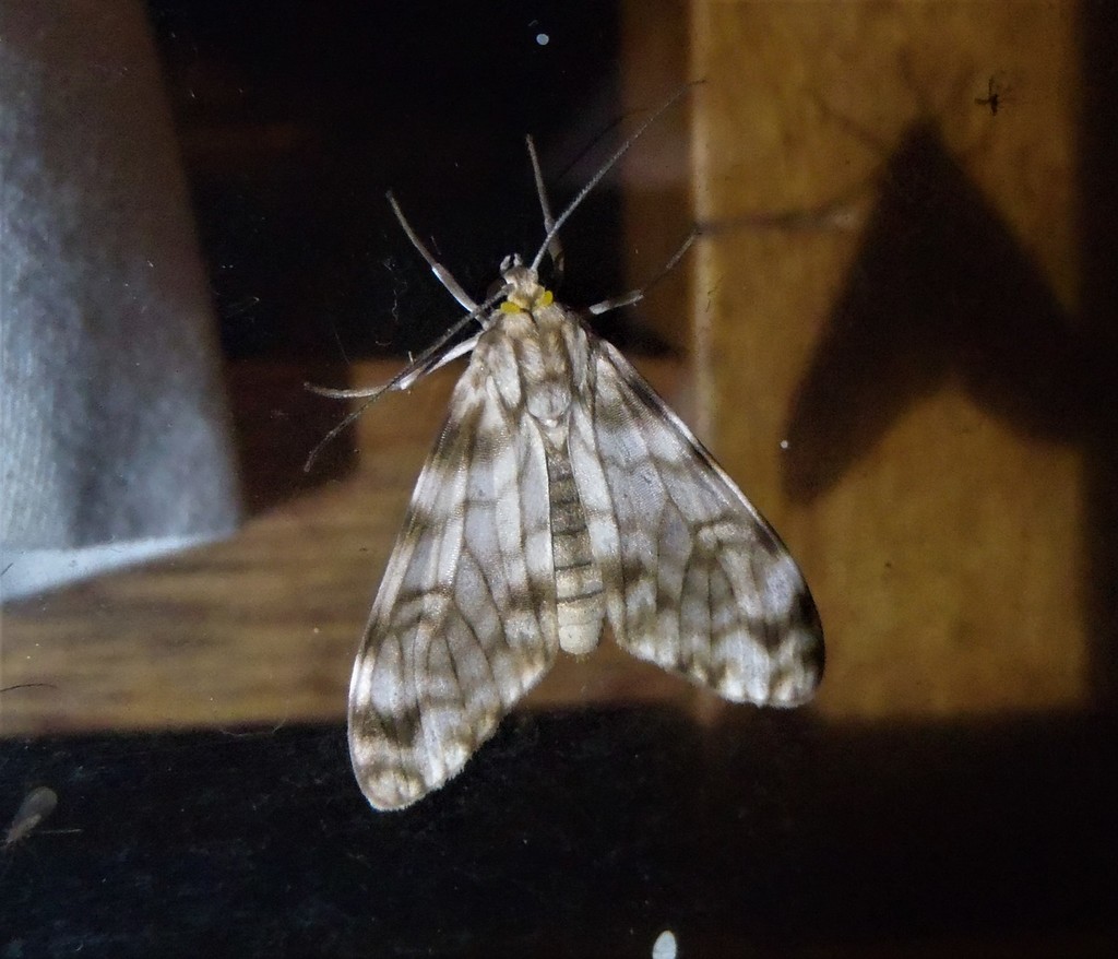 Eucereon chloraenoma