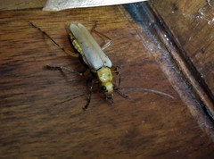 Chauliognathus cinguliventris