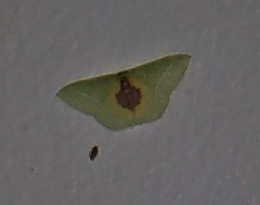 Nemoria astraea