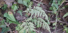 Asplenium adiantum-nigrum