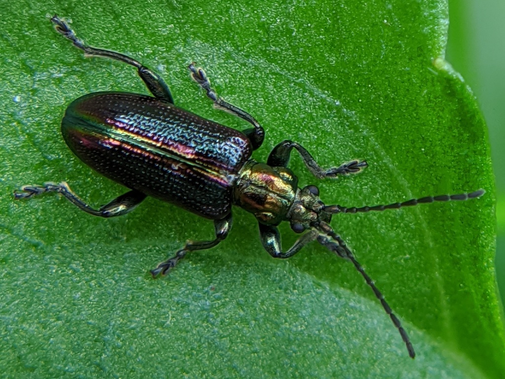 Schaeffer's reed beetle