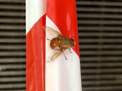 Calliphora ochracea