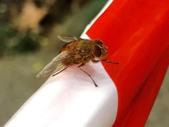 Calliphora ochracea