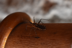 Cosmoclopius nigroannulatus