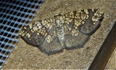 Nematocampa