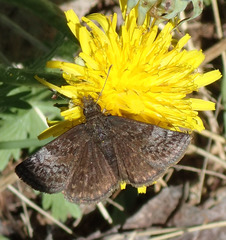 Erynnis icelus