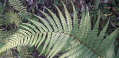 Dryopteris affinis