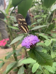 Mechanitis menapis mantineus