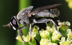 Myolepta aurinota