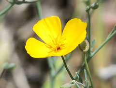 Eschscholzia androuxii