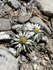 Townsendia jonesii tumulosa