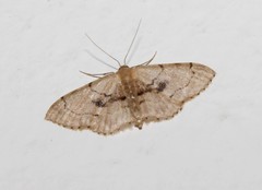 Idaea laevigata