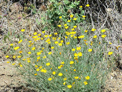 Eschscholzia androuxii