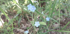 Omphalodes