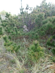 Pimelea villosa
