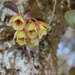 Epidendrum eximium - Photo (c) Neptalí Ramírez Marcial, some rights reserved (CC BY-NC), uploaded by Neptalí Ramírez Marcial